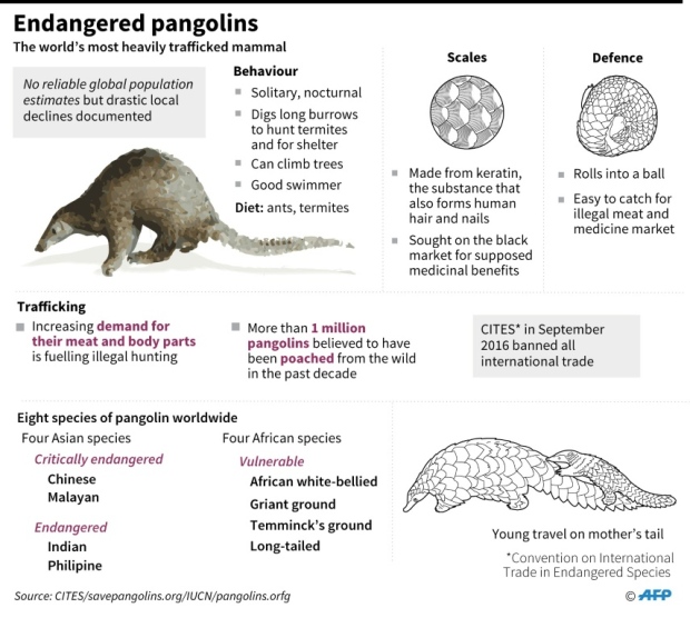 Graphic on Pangolin