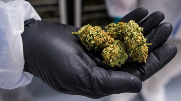A handful of cannabis is shown in Fenwick, Ont., on Tuesday, June 26, 2018. A ash of cannabis company layoffs and executive departures in recent weeks are likely to continue, say experts expecting a rocky year for the industry.THE CANADIAN PRESS/ Tijana Martin