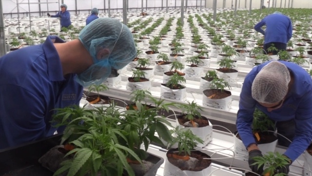 Workers tend to marijuana plants at Supreme Pharmaceuticals near Tiverton, Ont. (Scott Miller / CTV London)