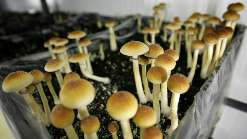 Magic mushrooms are seen in a grow room at the Procare farm in Hazerswoude, central Netherlands, Friday Aug. 3, 2007. Procare is the Netherlands' largest grower of hallucinatory mushrooms, supplying more than half the market, a legal business in The Netherlands as long as they are sold fresh. It's high season for tourists, but for many the emphasis is on the word high. Thousands come specifically to smoke marijuana without fear of getting into trouble with the police. A relatively small number are interested in taking a 'trip' within a trip, using psychedelic mushrooms. (AP Photo/Peter Dejong)