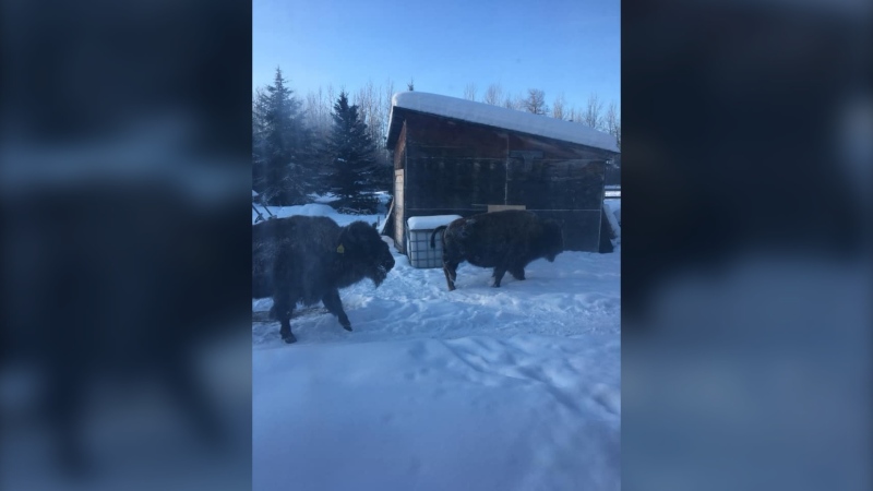 Some bison wandered into the yard of Kelly-Ann Burgess near Hythe, Alta. after escaping from a trailer. Feb. 18, 2020. (Courtesy Kelly-Ann Burgess)