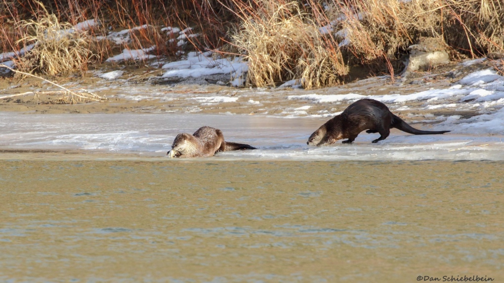otters, South Saskatchewan River, Medicine Hat