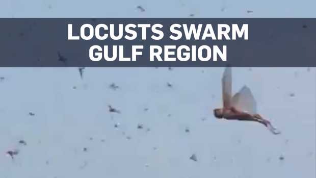 Locusts blot out the sky above Kuwait