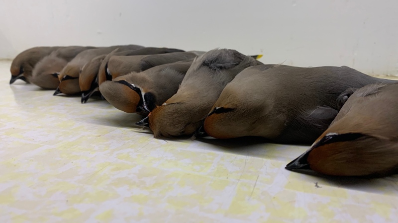 Several Bohemian Waxwings were found dead in Saskatoon after striking a building. (Living Sky Wildlife Rehabilitation Centre/Facebook)
