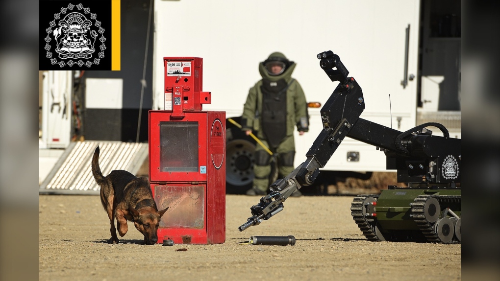 Cinco, CPS, explosive detection dog, canine