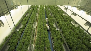 Staff work in a marijuana grow room that can be viewed by at the new visitors centre at Canopy Growths Tweed facility in Smiths Falls, Ont. on Thursday, Aug. 23, 2018.  THE CANADIAN PRESS/Sean Kilpatrick