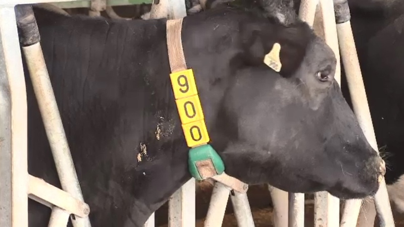 Dairy cow in Oxford County, Ont. on March 9, 2020. (Gerry Dewan/CTV)