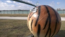 A damaged 'Tiger' statue in the Windsor Sculpture Park is seen without its head in Windsor, Ont. on Tuesday, March 10, 2020. (Ricardo Veneza / CTV Windsor)