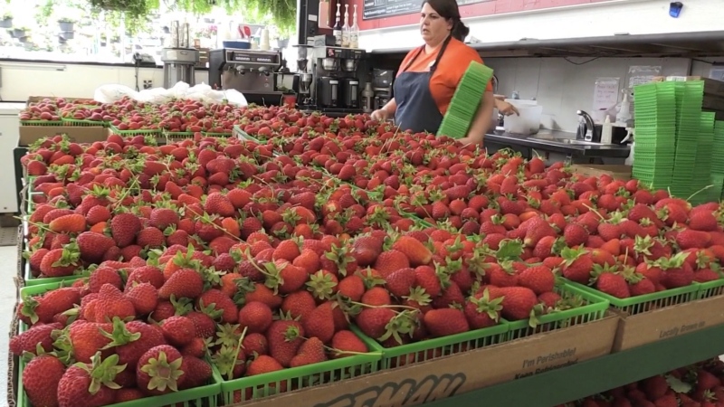 Strawberries are packaged at Heeman's Garden Centre and Strawberry Farm near London, Ont. on Wednesday, March 18, 2020. (Gerry Dewan / CTV London)