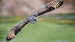 An owl is pictured in a photo submitted to CTV News Vancouver by photographer Jon Lavoie.