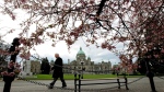 The British Columbia Legislature is framed by cherry blossoms as a pedestrian passes by in Victoria in this file photo. (Darryl Dyck / THE CANADIAN PRESS)