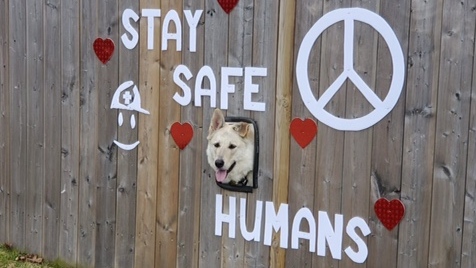 A Windsor woman is using a hole in her fence to provide encouraging messages with her dog during the COVID-19 pandemic. (Courtesy Beverly Ouellette)