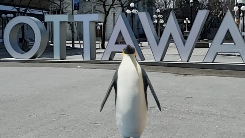 Google's AR allows you to create a 3D emperor penguin and other animals in your space (Josh Pringle/CTV News Ottawa)