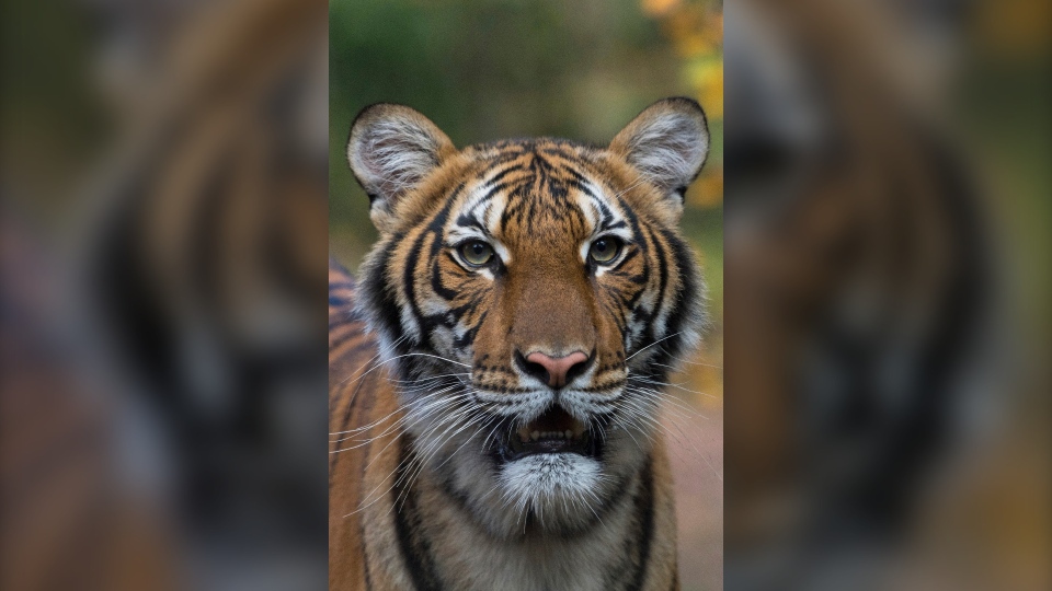 Tiger at NYC's Bronx Zoo tests positive for COVID-19