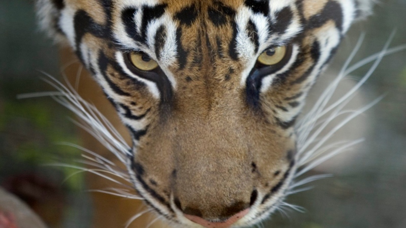 A Sumatran tiger is seen in its pen at the Toronto Zoo in Toronto, Thursday Sept. 21, 2006. The news that a tiger tested positive for COVID-19 at the Bronx Zoo in New York dropped like a bomb at the Toronto Zoo. THE CANADIAN PRESS/Adrian Wyld
