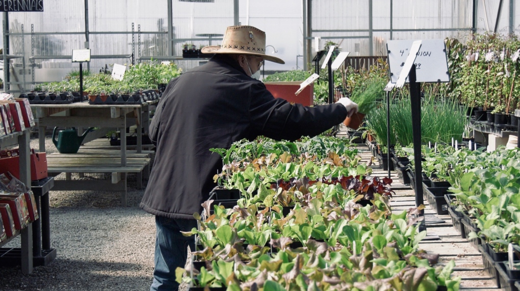 vegetables plants 