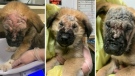 Three of the six abandoned puppies are shown: (BC SPCA / Twitter)