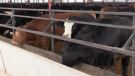 Farmers are concerned as beef prices drop.
(Scott Miller / CTV London) 