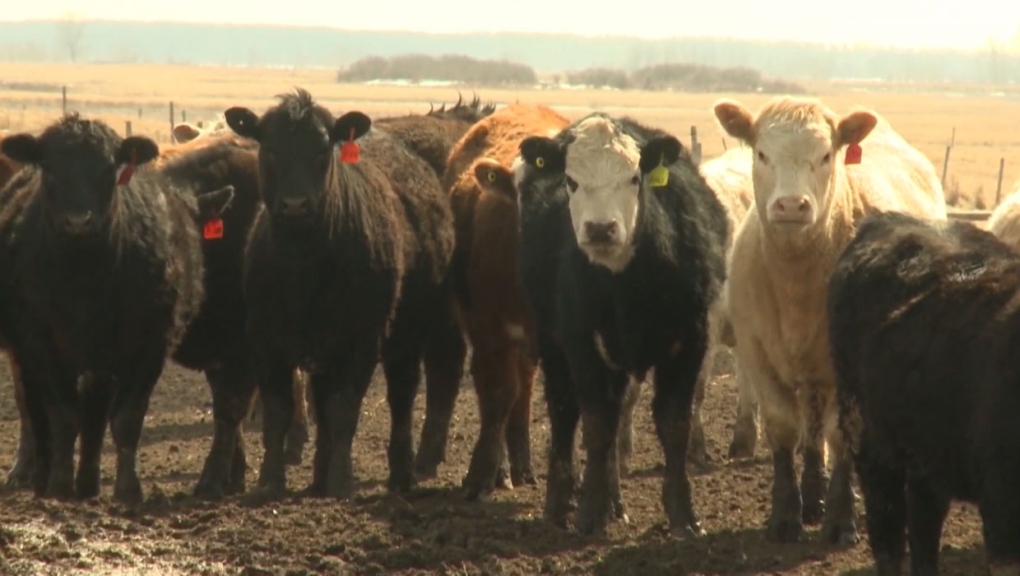 cargill, meat, covid-19, cattle