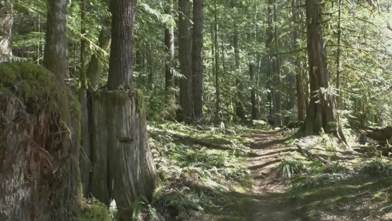 For the past 20 years, the Cumberland Community Forest Society has been purchasing forested land that would otherwise be used for logging: (CTV News)