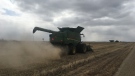 A combine is seen working in a field near Balcarres, Sk. (Cole Davenport/CTV News)