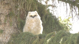 A family of five owls is currently living in Englewood Park.