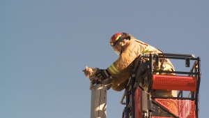 Regina firefighters rescue a cat from a pole in Regina