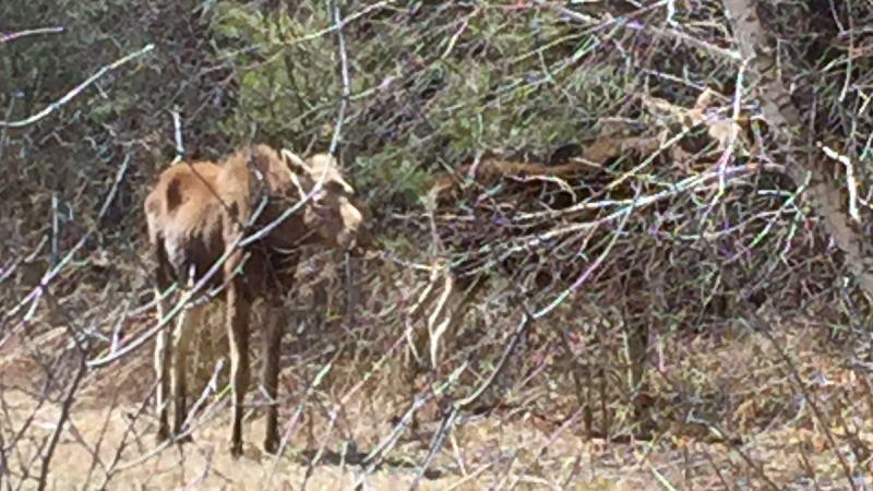 Two moose spotted in Ottawa's east-end on April 21 (Photo courtesy: Twitter/OttawaBylaw)