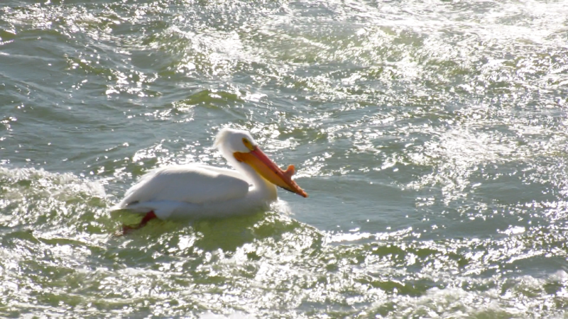 A pelican gets settled in for the season in Saskatoon.