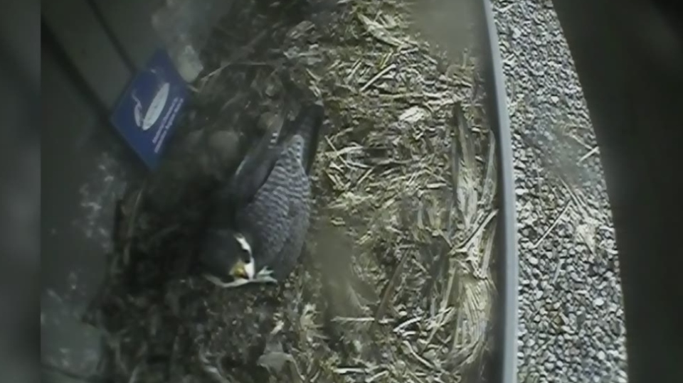 Checking in on the peregrine falcons: April 21