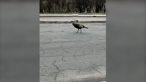 Wildlife sightings increase in Montreal