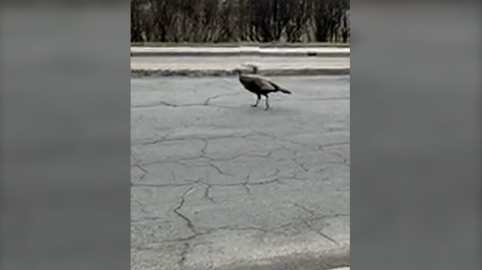 Wildlife sightings increase in Montreal