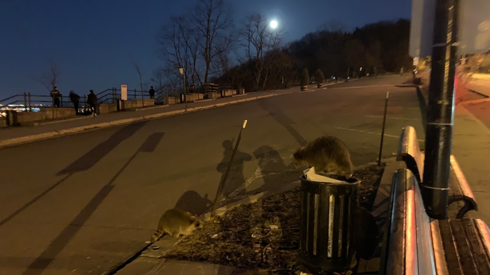 Racoon enjoying the social distance in Montreal