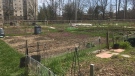 The Berkshire Community Garden in London, Ont. is seen Saturday, April 25, 2020. (Brent Lale / CTV London)