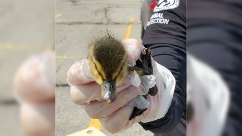 Duckling rescued