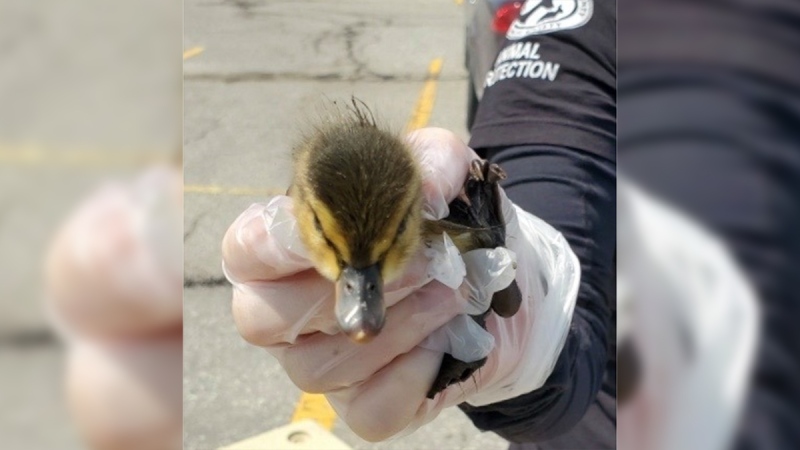One of the ducklings that was rescued from a drain in Leamington, Ont. on Friday, April 24, 2020. (Windsor/Essex County Humane Society / Facebook)