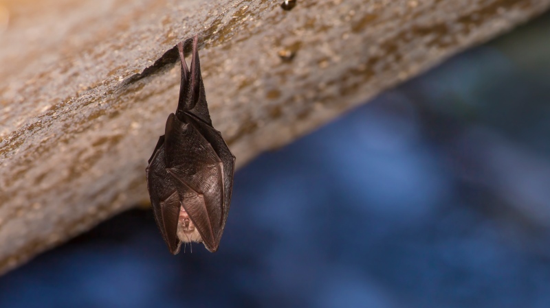 A sleeping horseshoe bat, covered by wings, hangs upside down while hibernating in this file photo.