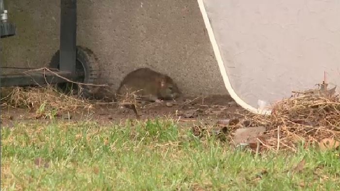Exterminators say rats are finding new food sources around homes; birdfeeders, compost bins, and even animal waste can attract rodents.