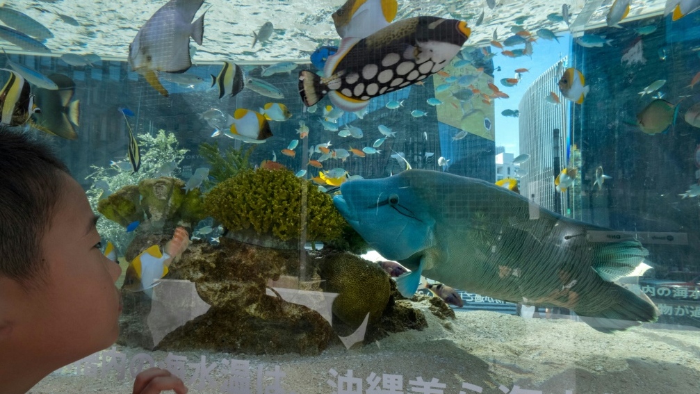 Japanese Aquarium Seeks Video Chats So Eels Remember Humans Exist - roblox aquarium story shark