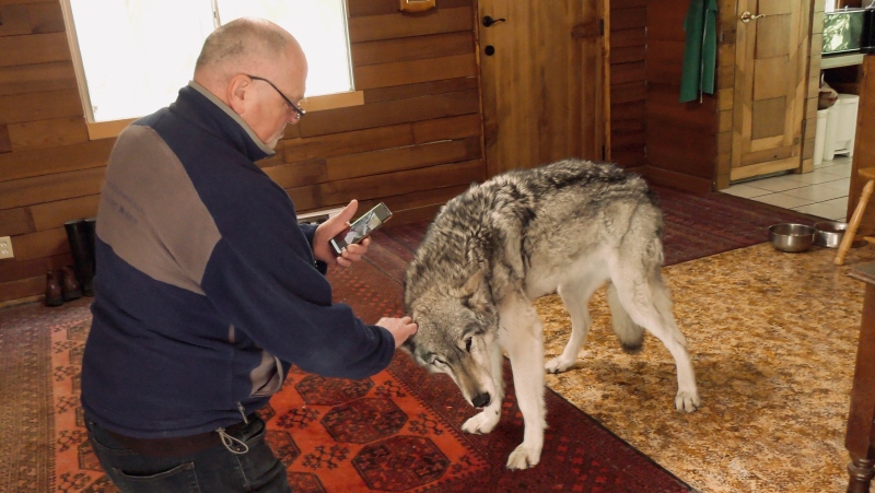 Wolf expert Gary Allan is seen with his wolf-dog, Tundra, inside his home near Nanaimo: (CTV News)