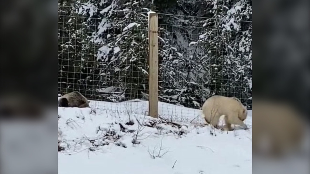  banff, rocky mountains, white grizzly bear