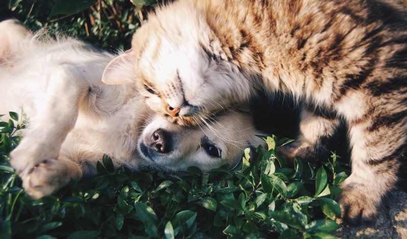 A cat and a puppy seen here in this undated file photo. (Snapwire / Pexels.com)