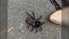 Experts say the spider Krysten Leigh spotted while walking her dog in Langford recently is a Pacific folding trap-door spider. The large arachnids are native to Vancouver Island, but rarely seen by humans. (Krysten Leigh)