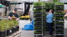 Staff work on inventory to fulfill online and telephone orders at a Ritchie Feed and Seed garden centre in the Ottawa community of Stittsville, during the COVID-19 pandemic on Saturday, May 2, 2020. THE CANADIAN PRESS/Justin Tang