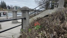 Flowers begin to bloom along the Rideau Canal. May 4, 2020 (Josh Pringle/CTV News Ottawa)