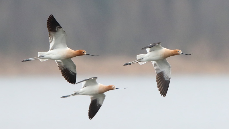 American Avocets are seen at the Pittock Dam in Woodstock, Ont. in April 2020. (Source: Mike Poole)