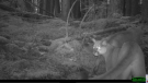 A cougar is seen in an image captured by a remote camera installed in Golden Ears Provincial Park by the UBC Wildlife Coexistence Lab. 