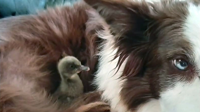 A Duck Tale: Duckling and dog make perfect match 