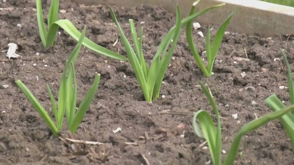 Community Garden