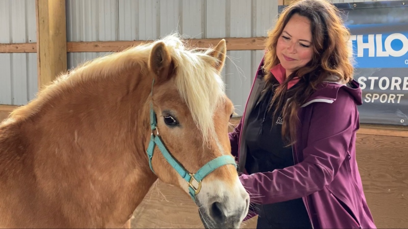 Royale Equestrian Centre owner Emily Bertrand grooms a pony. Ottawa, ON. May 4, 2020. (Tyler Fleming / CTV News)